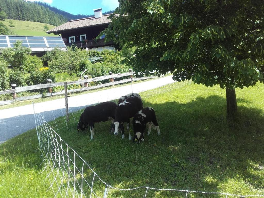 Neudegghof Apartment Eben Im Pongau Exterior photo